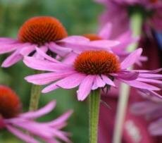 Echinacea