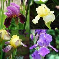 Iris Blumen