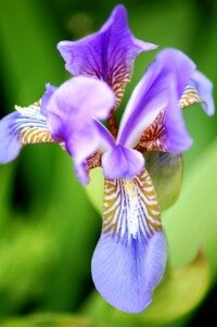 Blumen Iris