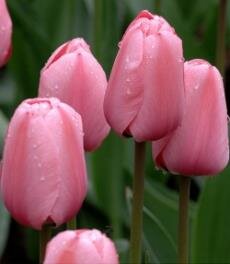 Foto Tulip Blumen