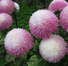 Chrysanthemen